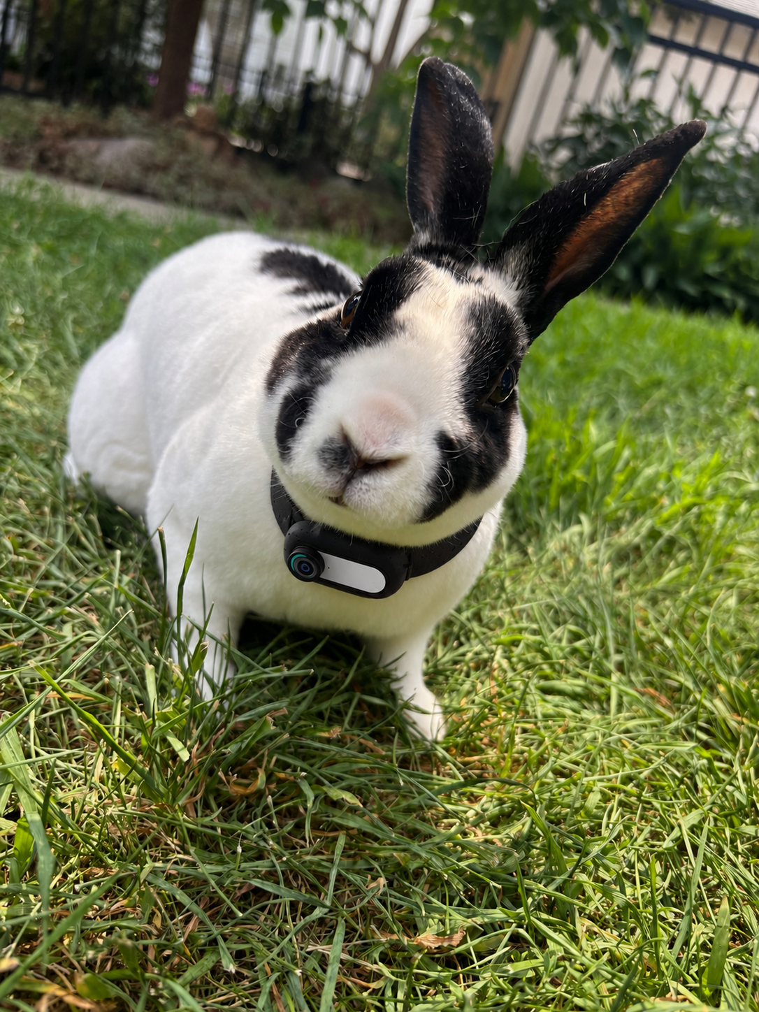 Zoomie Hour